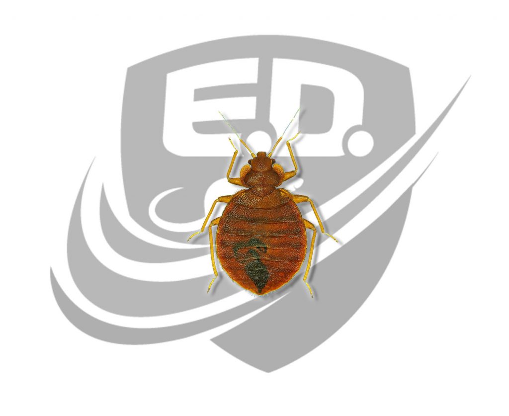 Bed bugs E.D. Pest Control