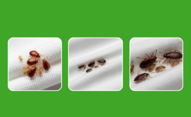 How Long Can Bed Bugs Live Without a Host | Bed Bug Survival
