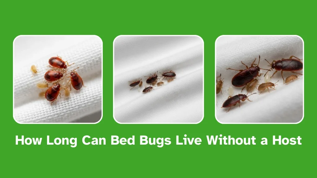 how long can bed bugs live without a host