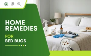Home Remedies For Bed Bugs