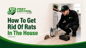 how to get rid of rats in the house