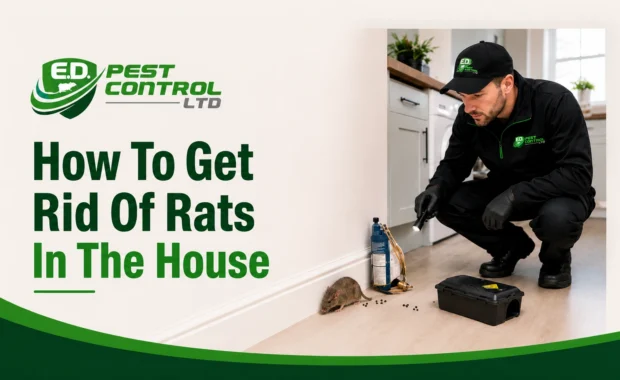 How To Get Rid Of Rats In The House? A Step-by-Step Guide